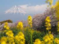 知る人ぞ知る、富士山と桜の名所『龍巌淵』MAPあり！