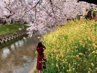 แม่น้ำโกโจ Iwakura (เทศกาลชมดอกซากุระ)🌸