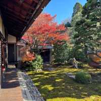 【京都】紅葉・青もみじ🍃想像を超えるスケールの自然美"東福寺"