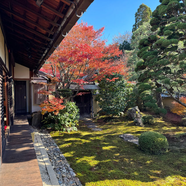 【京都】紅葉・青もみじ🍃想像を超えるスケールの自然美"東福寺"