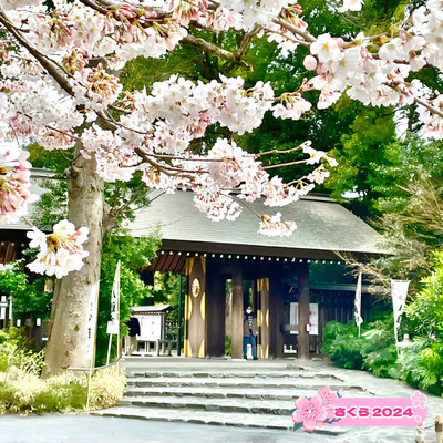 阿佐ヶ谷神明宮 桜 どろくさい 神むすび雅 【花吹雪】