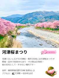 【河津桜まつり/静岡県】河津桜見るなら河津町へ