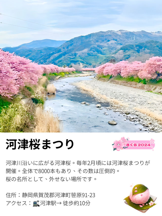 【河津桜まつり/静岡県】河津桜見るなら河津町へ