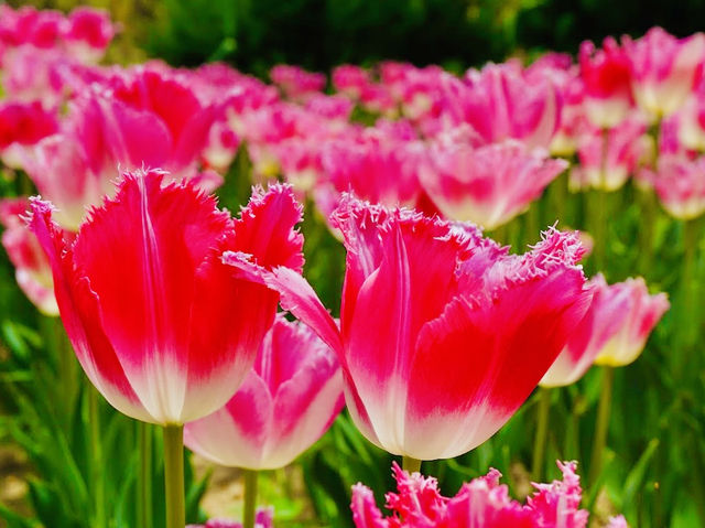 Sinan Tulip Festival 