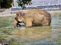 Ao Nang Elephant Sanctuary