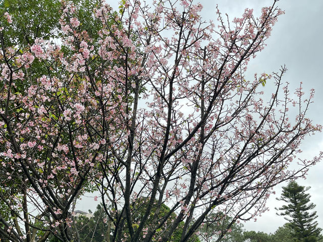 Sakura’s Beauty like nowhere else Sakura blooms at Chiang Kai Shek Memorial Hall Park, Taiwan