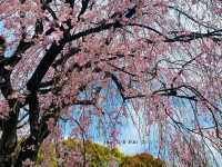 UENO PARK ในวันที่ซากุระบาน🌸