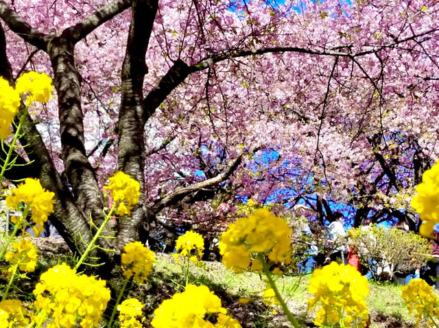 Cherry Blossoms Walking Path