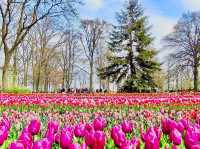 Tulip Tours Holland