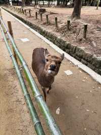 🦌 Oh My Nara Deer! 