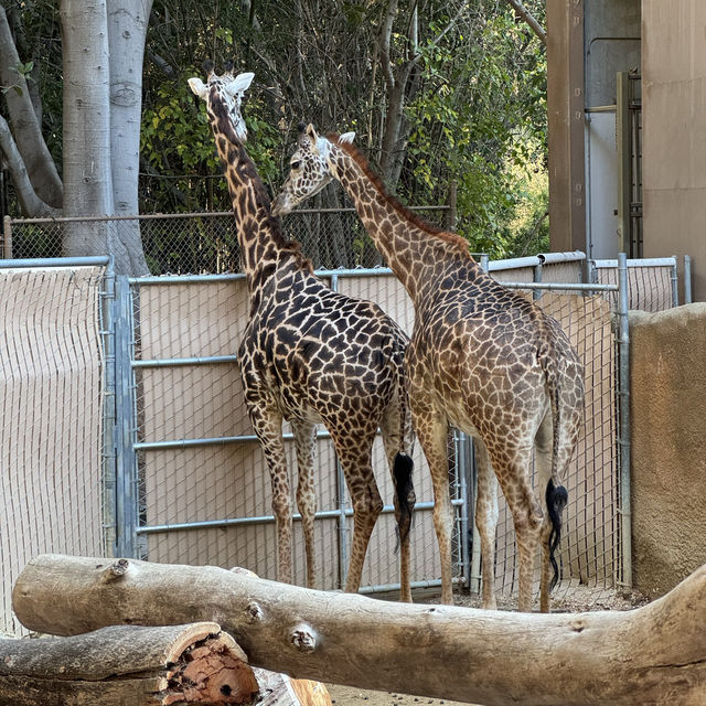 Los Angeles Zoo 로스엔젤레스 동물원 후기🐒