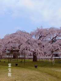 訪れる価値あり🌸豊臣秀吉も愛した醍醐寺の桜