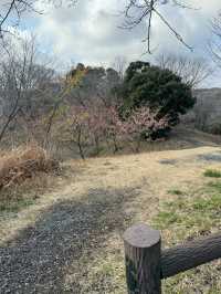 【千葉(成田)】桜×飛行機を撮影するなら絶対ここ！！飛行機が間近でみられるおすすめスポット