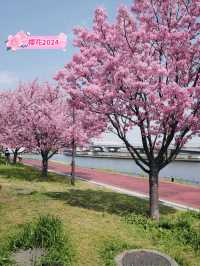 🇯🇵南千住 汐入公園 很多早開櫻花品種 櫻花晚開也不用怕🌸