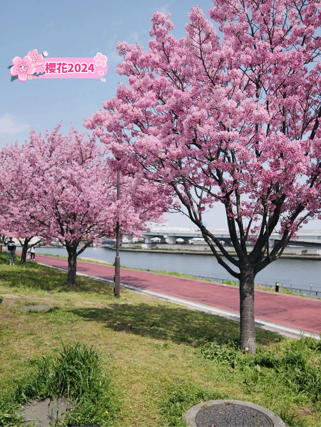 🇯🇵南千住 汐入公園 很多早開櫻花品種 櫻花晚開也不用怕🌸