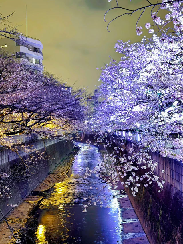 【東京】9割は知らない?!超穴場な夜桜スポット🤍