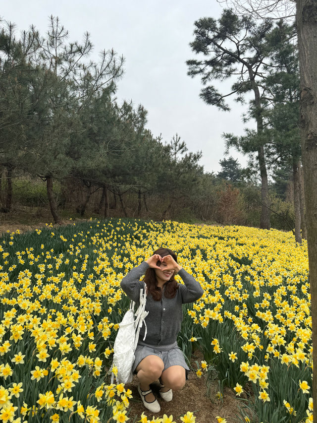 봄 여행을 찾는다면 벚꽃+ 수선화+ 자목련 김정희고택