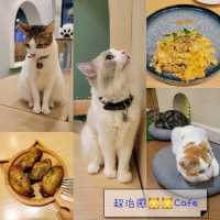 超治癒貓貓Cafe🐱打卡一流