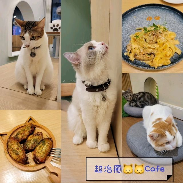 超治癒貓貓Cafe🐱打卡一流