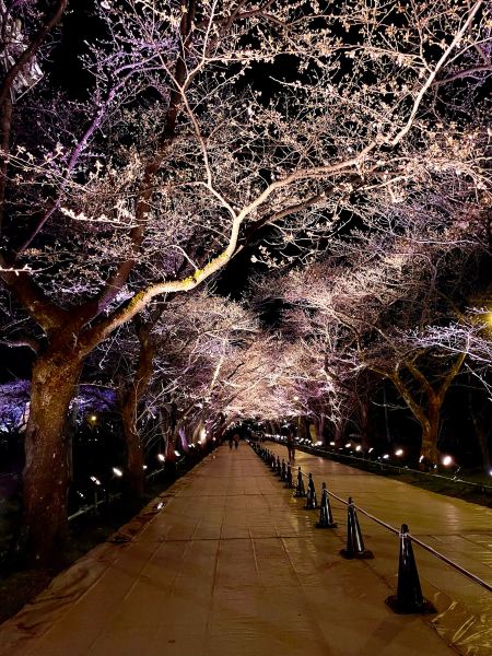 新潟】一度は行きたい日本三大夜桜の観桜会 | Trip.com 上越市