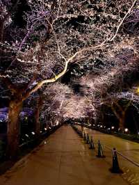 【新潟】一度は行きたい日本三大夜桜の観桜会