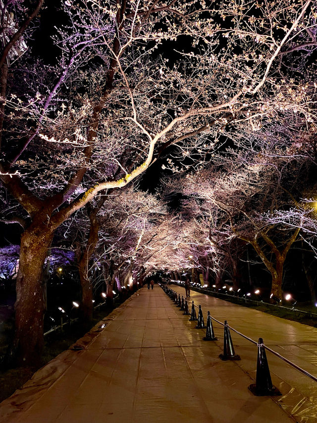 【新潟】一度は行きたい日本三大夜桜の観桜会