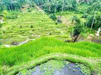 Ceking Rice Terrace