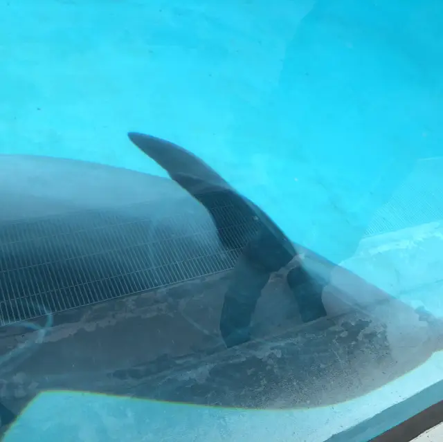 沖繩水族館觀光