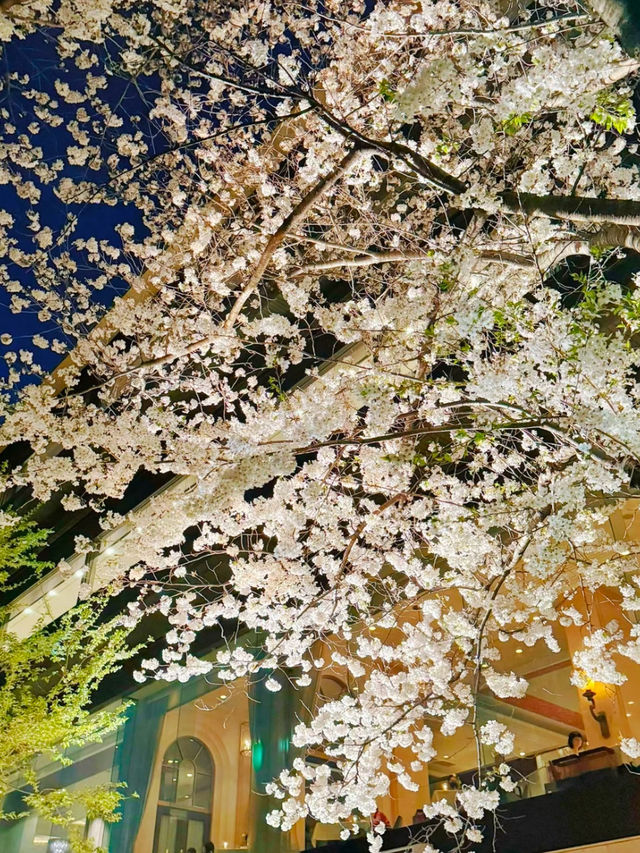【東京】間もなく終了!!春の夜桜さんぽ