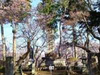 【長野】🌸高遠城址公園：春季櫻花盛開，絕美景緻不可錯過