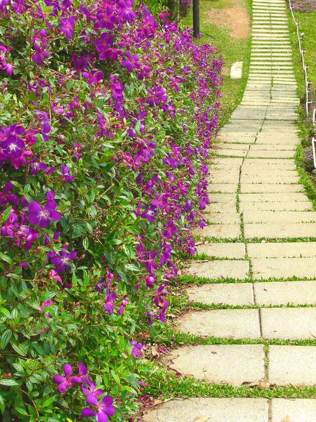 The sea of lavender flowers 🌹🌼🇹🇼