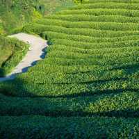 熊空茶園：美麗茶園