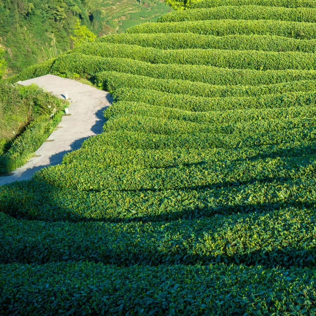 熊空茶園：美麗茶園