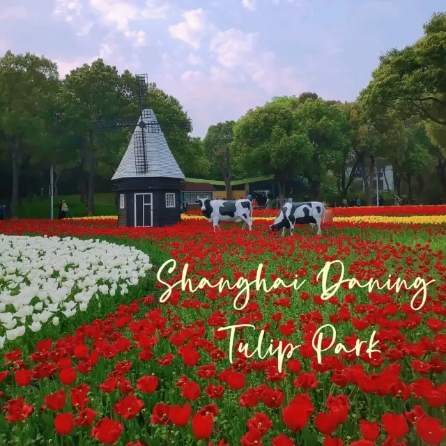 大寧公園  在上海欣賞大片鬱金香花海