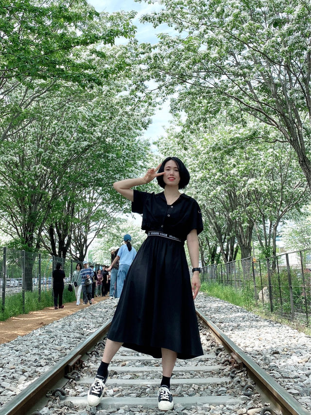 철길 위 이팝나무 ‘전주 팔복동 이팝나무 축제’