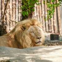 【東京上野動物園】豐富多彩動物世界