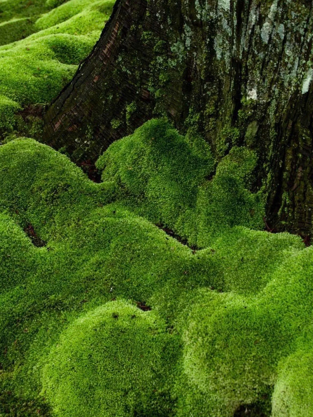 綠色秘境：西芳寺，苔之詩篇