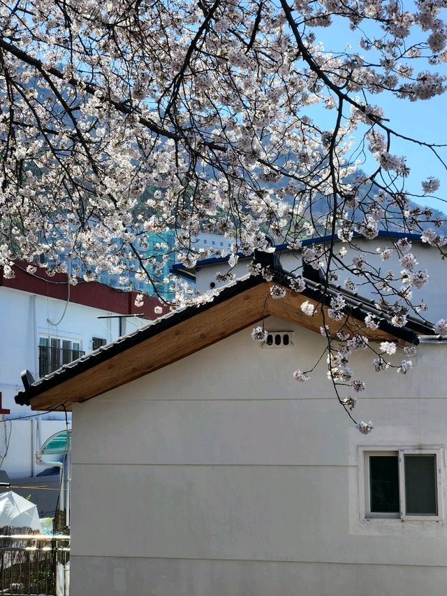 SNS에서 가장 핫한 부산 벚꽃명소, 개금벚꽃문화길