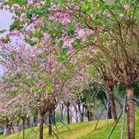 澳門花城公園：自然禪境～漫步放鬆