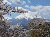 Cherry Blossom viewing at Chureito pagoda