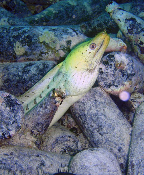 Sipadan, Diver’s Paradise