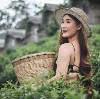 เที่ยวไร่ชาลุงเดช 