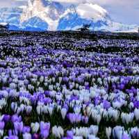 dolomites mountains northeastern italy 