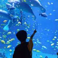 Zhuhai Chimelong Spaceship Park