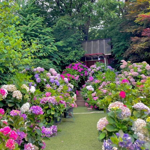 서울근교 알록달록 수국명소 💜