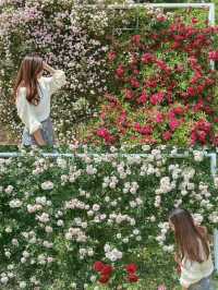 【京都】季節の花が楽しめて、ピクニックも出来る200円で入れる植物園