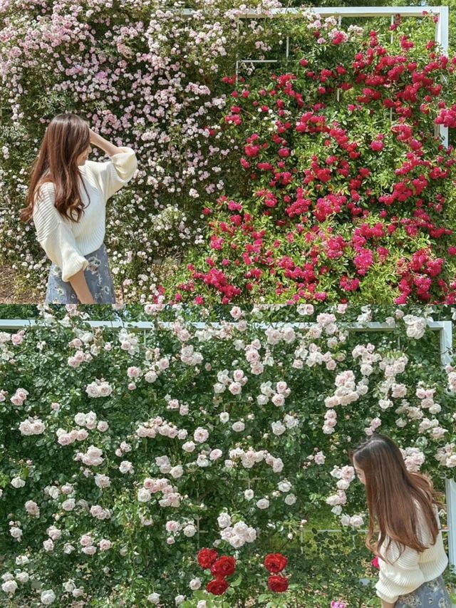 【京都】季節の花が楽しめて、ピクニックも出来る200円で入れる植物園