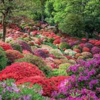 根津神社杜鵑花