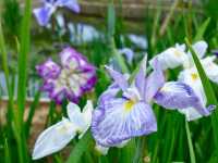 茨城水鄉潮來花菖蒲祭