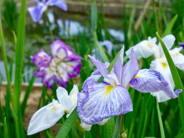 茨城水鄉潮來花菖蒲祭
